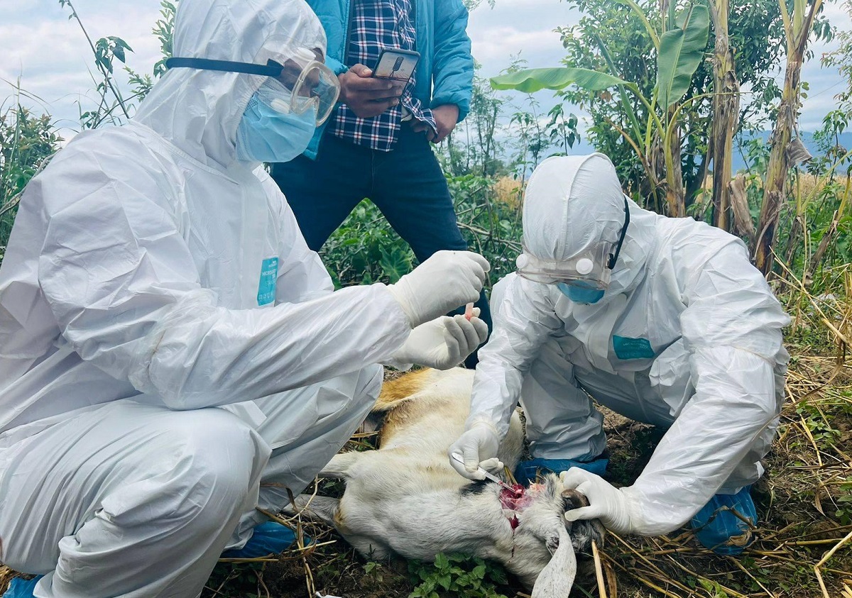 सुदूरपश्चिममा रेबिज सङ्क्रमण बढ्दो, नियन्त्रणमा चुनौती
